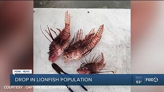 Drop in Lionfish population