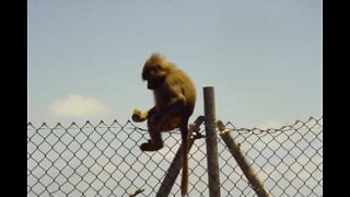 Fugitive baboon spotted doing parkour in South Africa