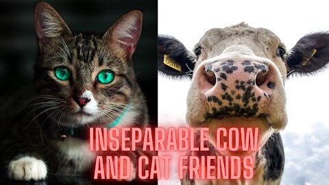 Inseparable cow and cat friends