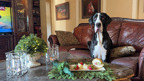 Funny Great Dane Enjoys A Family Social Distancing Italian Sub & Salads