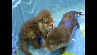 SPLASH! Wildlife World Zoo's Baby Otters' First Swim Lesson - ABC15 Digital