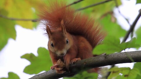 Cute Red Squirrel eats a nut (walnut)