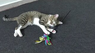 This Cat Loves Playing