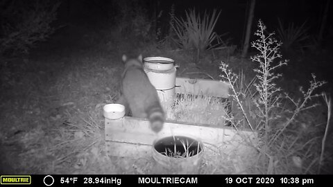 Cute😍 😂Clumsy 🦝Raccoon spilling his water🌊bowl🥣, wait for it, #cute #funny #animal #nature