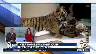 Help name San Diego Zoo Safari Park tiger cubs
