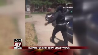 Community disturbed by cat abuse video