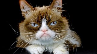 Viral Meme Sensation Grumpy Cat Is Dead