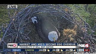 Harriet and M-15's second egg overdue.