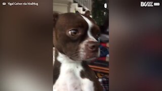 Dog's hilarious apology after eating duck food