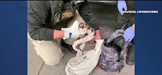 ONLY IN VEGAS: Slithery suspect caught on world-famous Strip