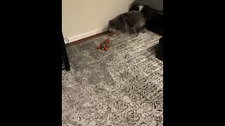 Blind dog uses his other senses to play fetch
