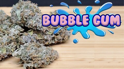 Bubble Gum Strain Review