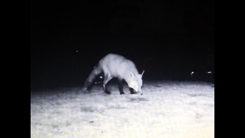 2 Foxes on Ken's trailcam.