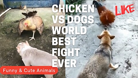 chicken vs dogs world best fight ever