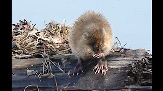 Muskrat cleans up after swimming in the river