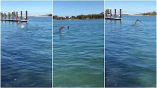 Delfini giocano liberi