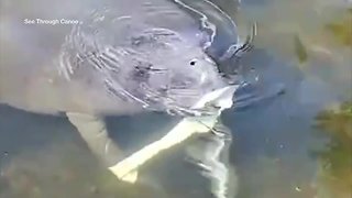 Baby manatee saved from eating garbage left in Gulf