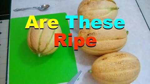 No. 777 – Cutting Into My Last Cantaloupe Harvest