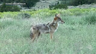 Neighbors question Erie's fencing requirement after recent coyote attacks