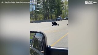 Filhote de urso aprende a subir barreira para se reunir com família