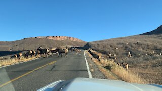 Northern Colorado Elk 11-6-21