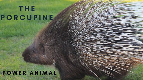The Porcupine Power Animal