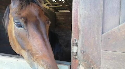 SOUTH AFRICA - Cape Town - SAPS Mounted Unit (Video) (3id)