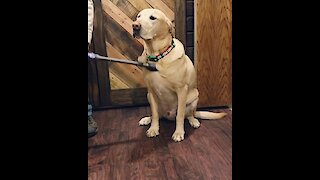 Chill pup thoroughly enjoys getting vacuumed