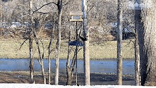 PETE THE PILEATED WOODPECKER