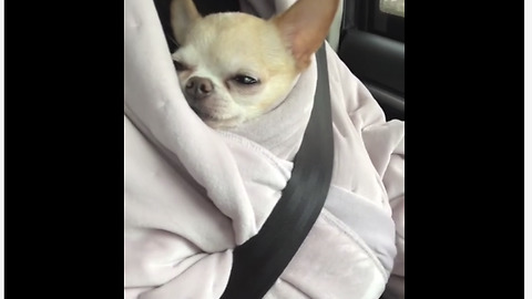 Chihuahua snuggles in owner's robe during car ride