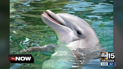 Female bottlenose dolphin dies at Dolphinaris Arizona