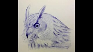 Horned Owl Ballpoint blue pen drawing