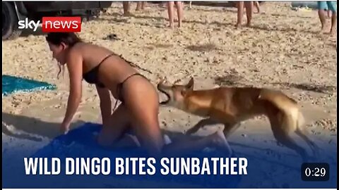 Australia:_Dingo_bites_sunbathing_tourist_in_Queensland(1080p)