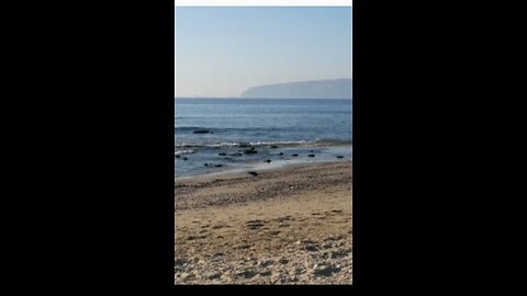 1 Hour Sea Sounds: Seagulls and Waves at Morning Beach