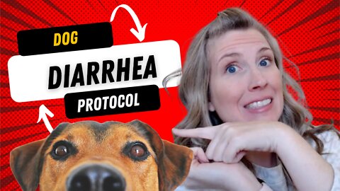 Dog Diarrhea Protocol | What to do if your dog has diarrhea