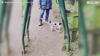 Cão escolhe galho um pouco grande para o seu tamanho