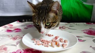 Sweet Kitten Loves Ham