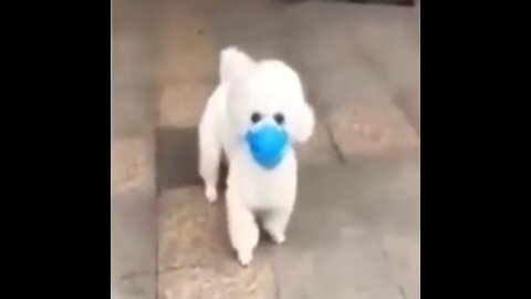 Dog Wearing Mask - Funny vídeo