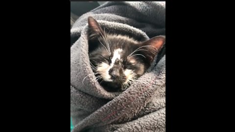 Defying All Odds, Kitten Slowly Recovers From Head Trauma