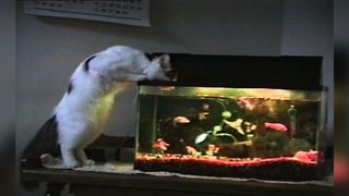 Cat Loves Fish Flavored Water