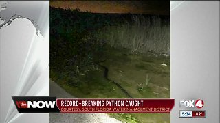 Record-setting Burmese python caught in Florida