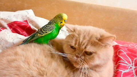 Кот и птица, милые животные #184
