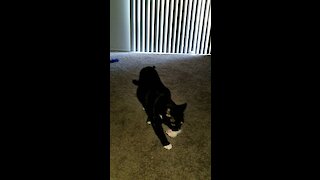 Luna the cat plays fetch