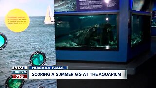 Have 1500 different animals as your co-workers at Aquarium of Niagara