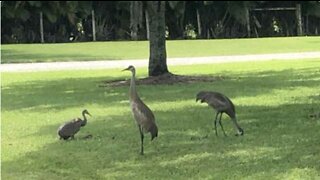 Family of sandhill cranes makes a home in Jupiter Farms