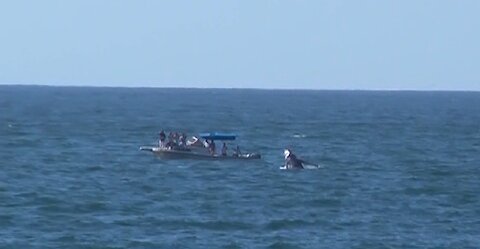 Humpback whale jumping close to shoreline