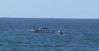 Humpback whale jumping close to shoreline