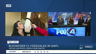 Budweiser Clydesdales and Dalmatian mascot prepare for last event in SWFL