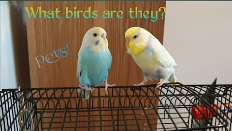 LOVELY PET BIRDS