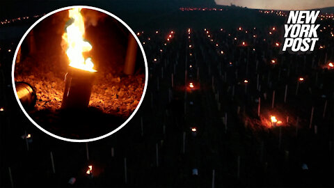 Winemakers use candles to fight sharp spring frost